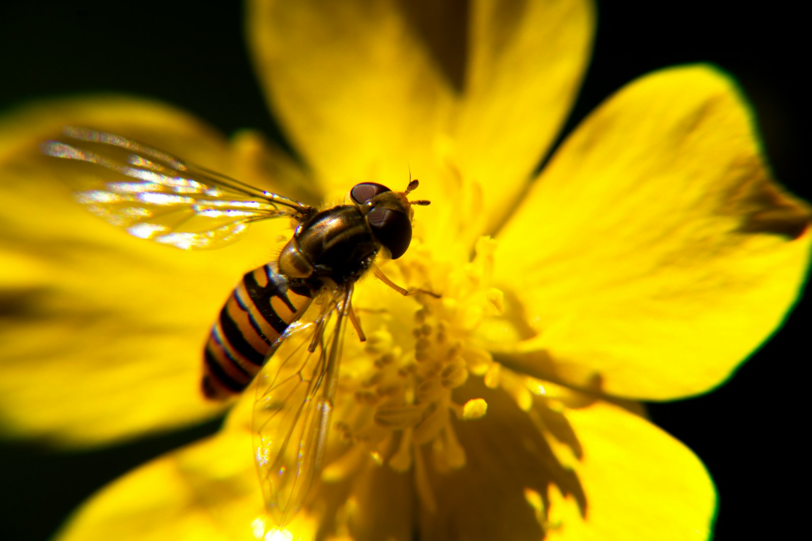 hoverfly perching on yellow-petaled flower in close-up photography